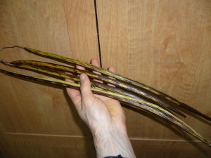 fruits catalpa speciosa